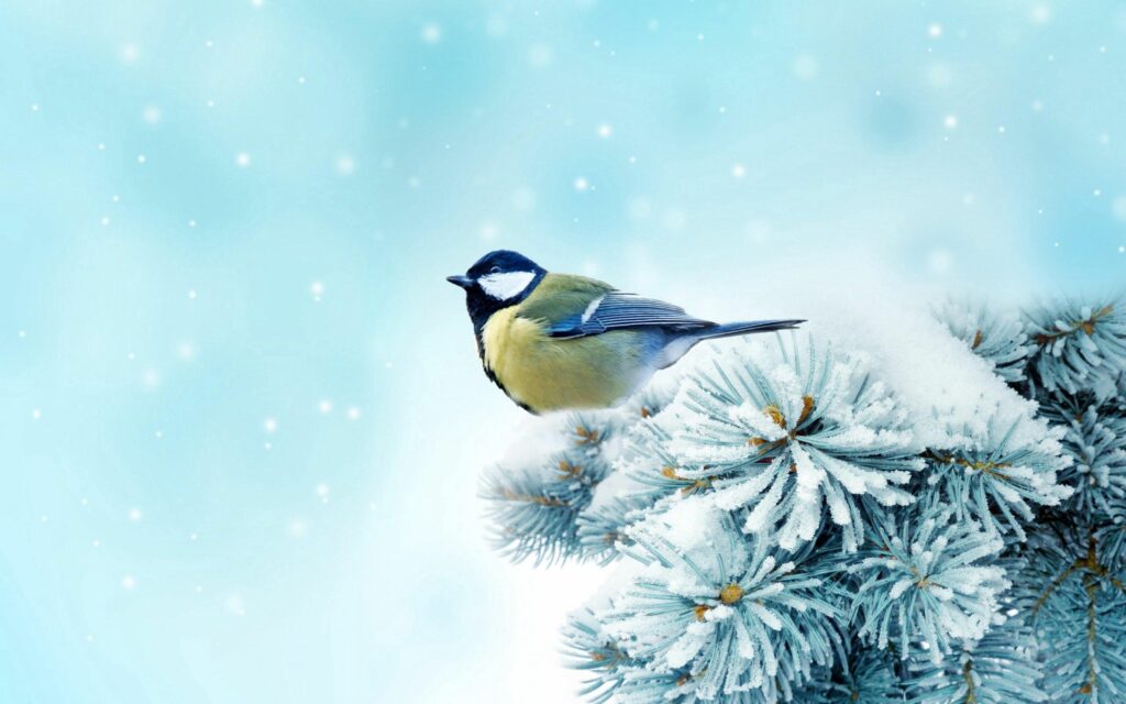 Charming Chickadee on Snowy Spruce Branch - Serene Winter Wallpaper