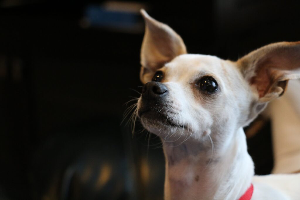 Charming Chihuahua Close-Up: Expressive Muzzle & Alert Ears Wallpaper