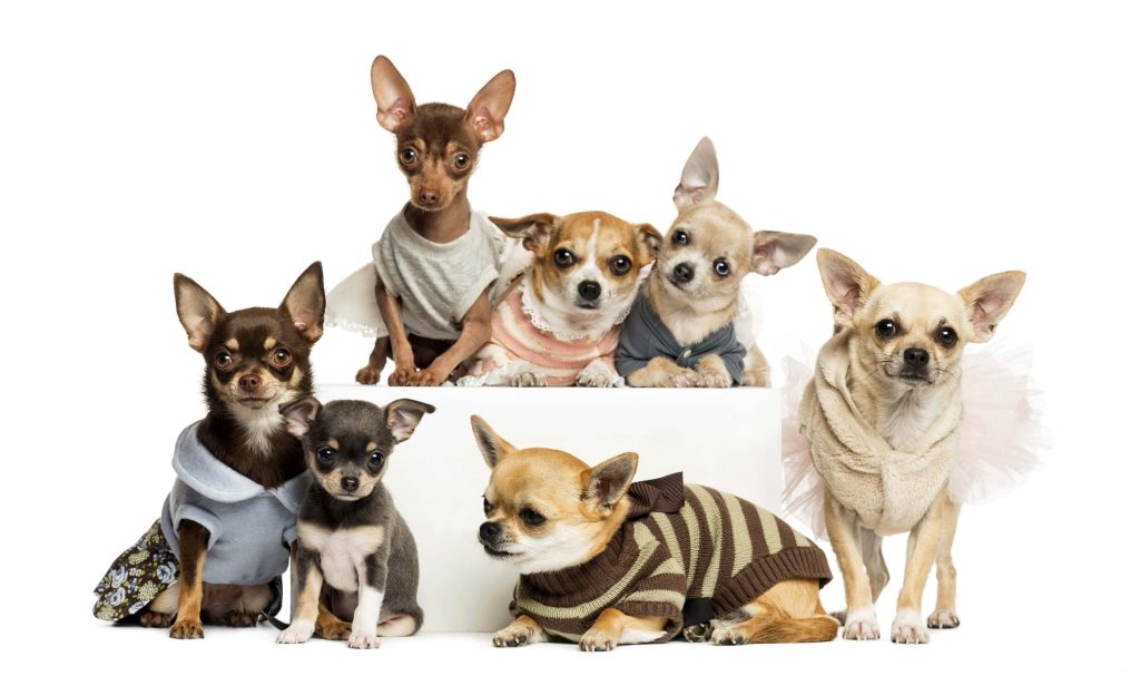 Seven adorable Chihuahuas in colorful outfits posed in studio on white background wallpaper