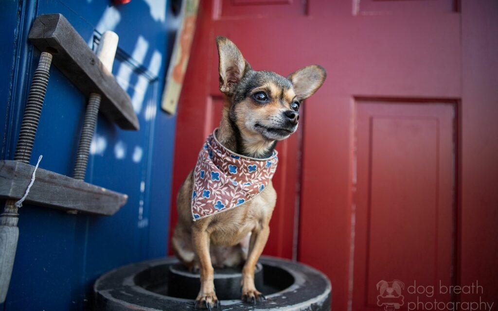Charming Chihuahua Wallpaper with Handkerchief on Red Background