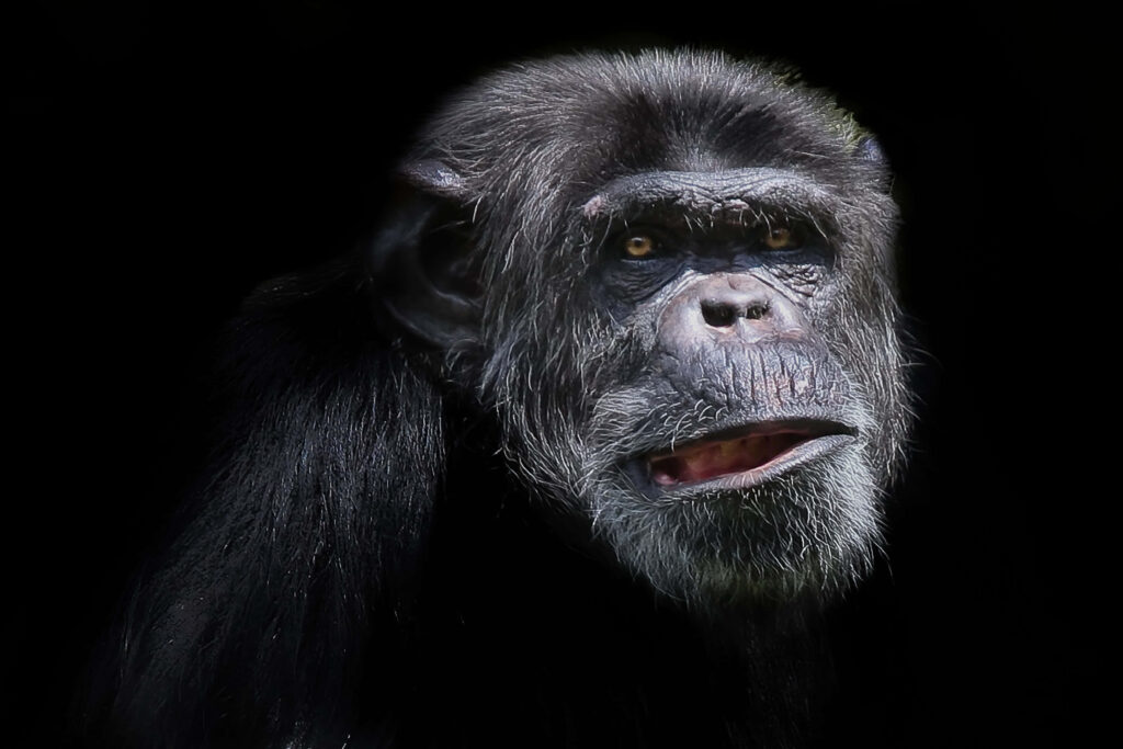 Expressive Chimpanzee Wallpaper: Candid Close-Up on Black Background