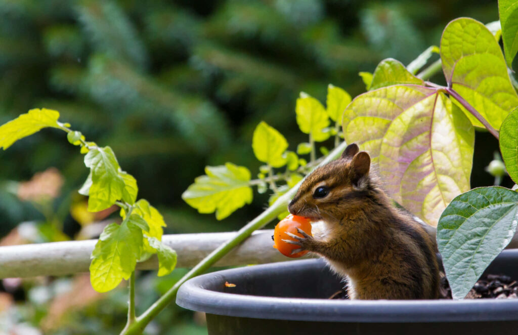 Charming Chipmunk Nibbles Bright Orange Berry in Lush Green Setting Wallpaper