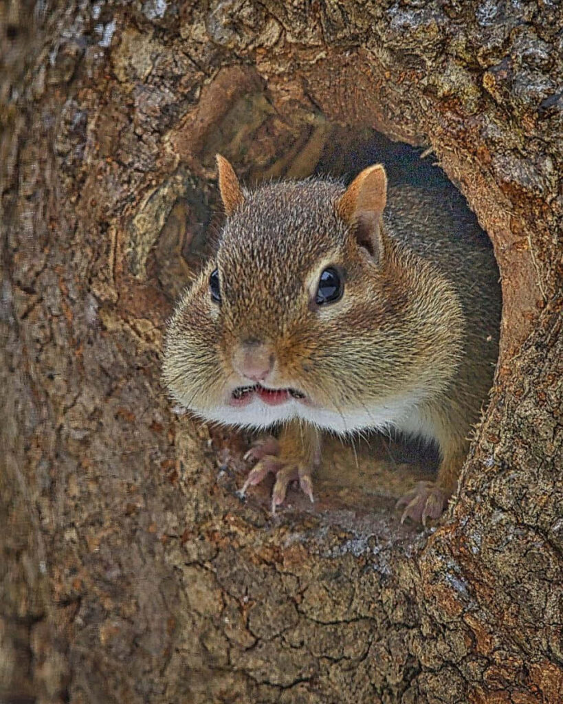 Charming Chipmunk Peeking from Tree Hole - Rustic Nature Wallpaper