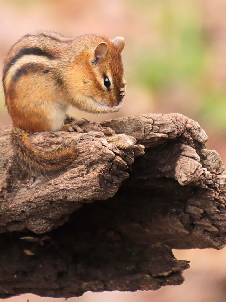 Charming Chipmunk Portrait on Rustic Log - Nature's Beauty Wallpaper