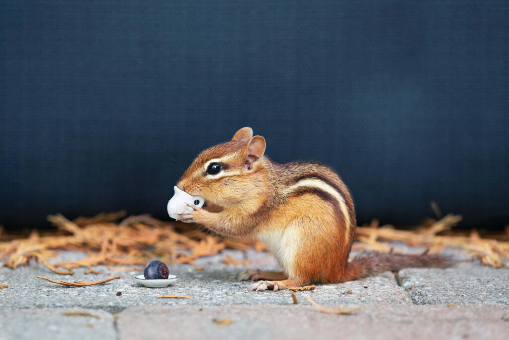 Serene Chipmunk Enjoys Treat on Concrete: Nature’s Picture-Perfect Moment Wallpaper