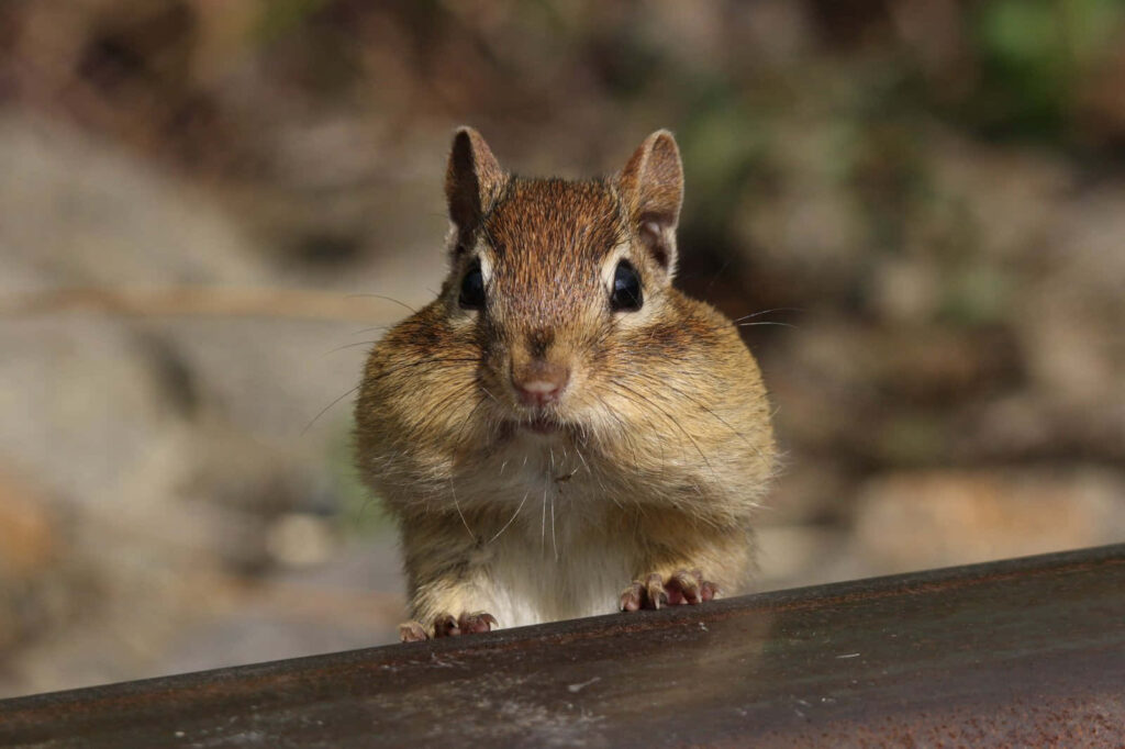 Charming Chipmunk Wallpaper: Cute Woodland Character Peeking Curiously