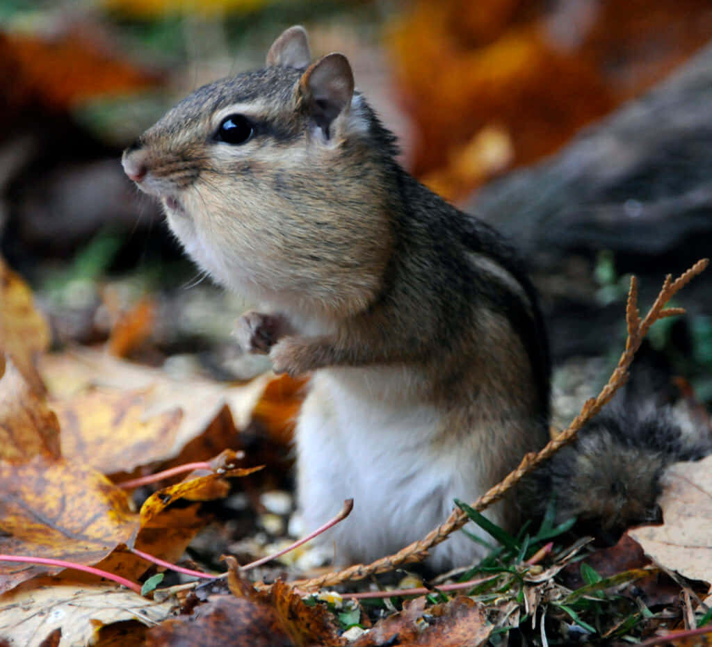 Charming Chipmunk Among Autumn Leaves - Nature-Inspired Wallpaper