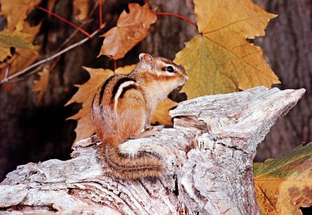 Cozy Autumn Chipmunk on Weathered Log in Colorful Maple Leaves Wallpaper