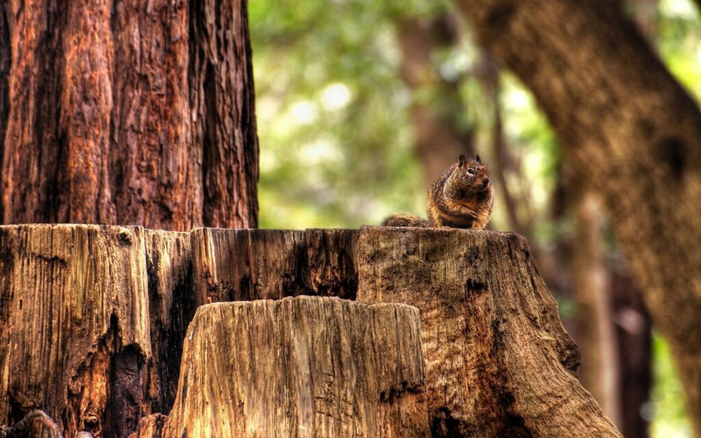 Chipmunk on Tree Stump in Autumn Forest - Serene Nature Background Wallpaper