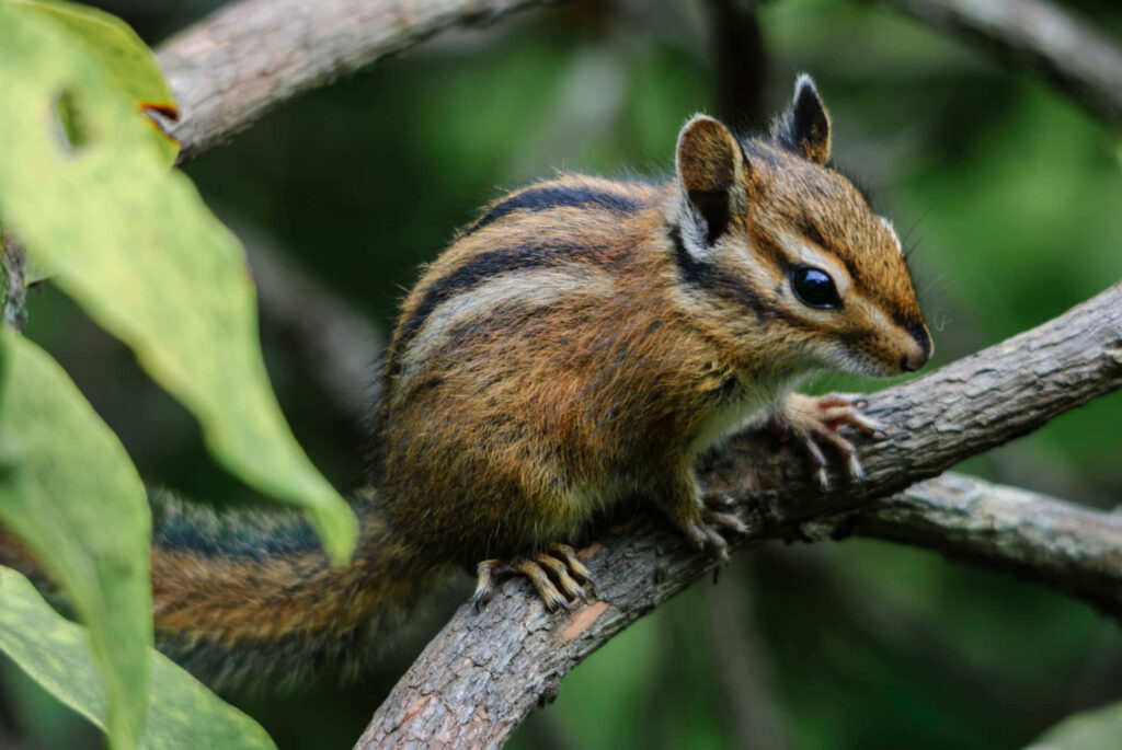 Charming Chipmunk on Tree Branch in Lush Greenery - Nature's Delight Wallpaper