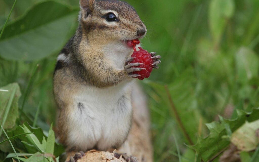 Charming Chipmunk with Raspberry in Lush Green Grass Wallpaper