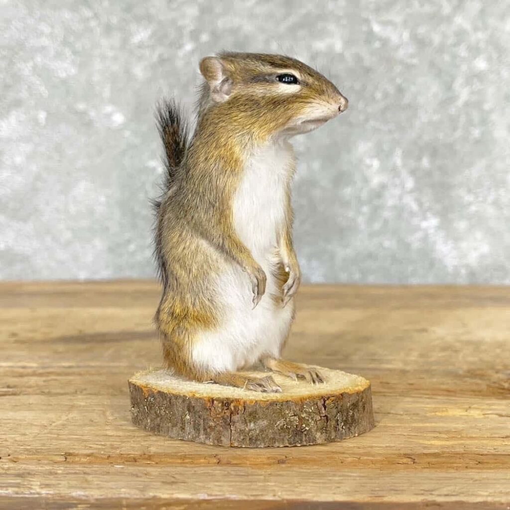 Charming Chipmunk on Log: Cute Fur & Rustic Wood Background Wallpaper