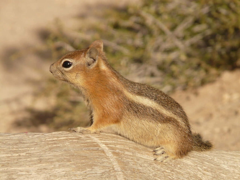 Charming Chipmunk Wallpaper: Stripes & Bushy Tail in Natural Setting
