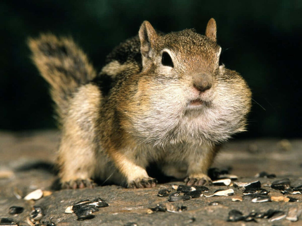 Charming Chipmunk Wallpaper: Rustic Forest Vibe with Puff Cheeks