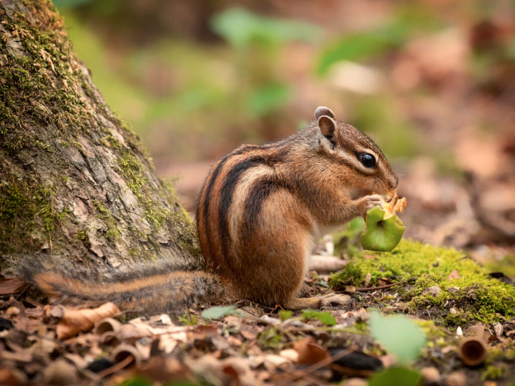 Charming Chipmunk Wallpaper: Leaf Nibbler on Serene Forest Floor