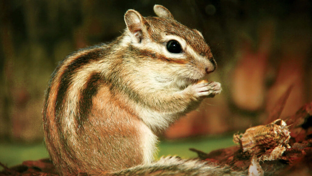 Charming Chipmunk in Vibrant Landscape - Detailed Wallpaper