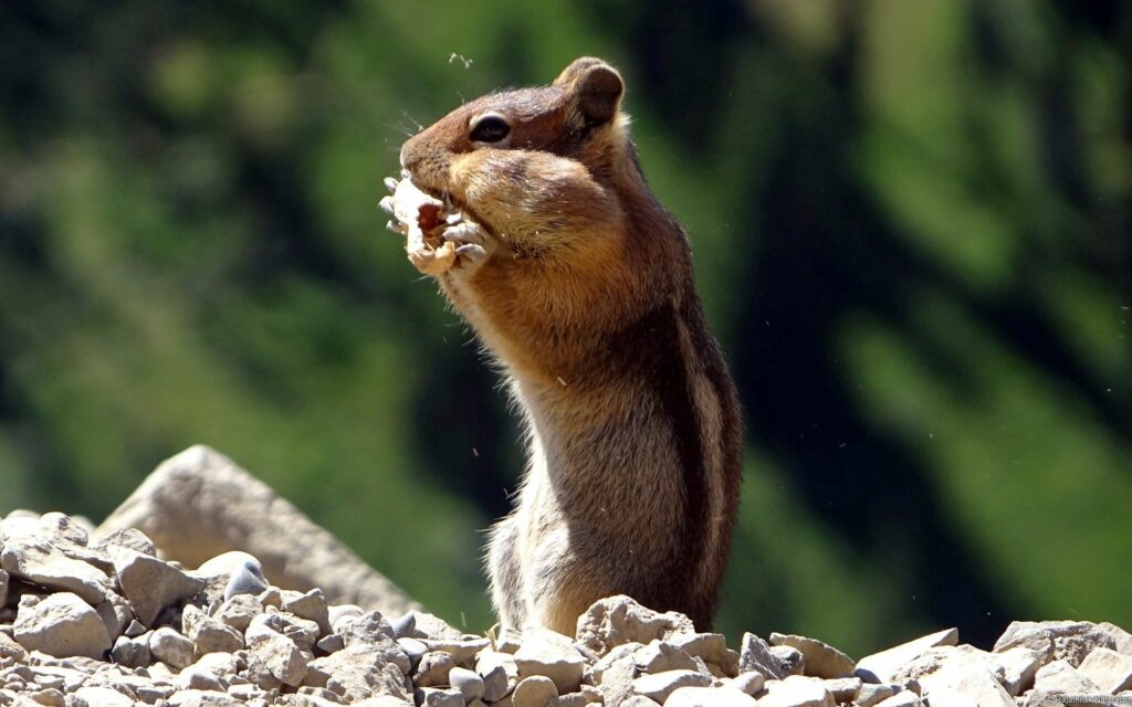 Charming Chipmunk Munching on Rocks - Nature Wallpaper Background