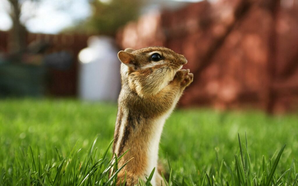 Charming Chipmunk in Stripes: Serene Outdoor Grass Wallpaper
