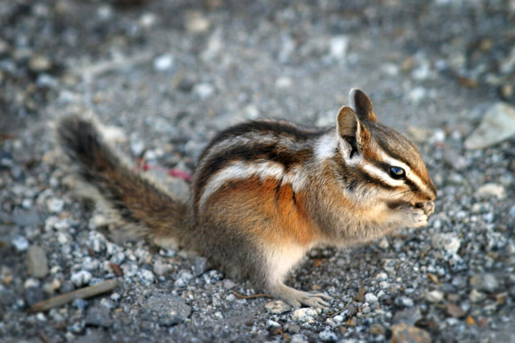 Charming Chipmunk Wallpaper: Striped Fur on Pebbles Background