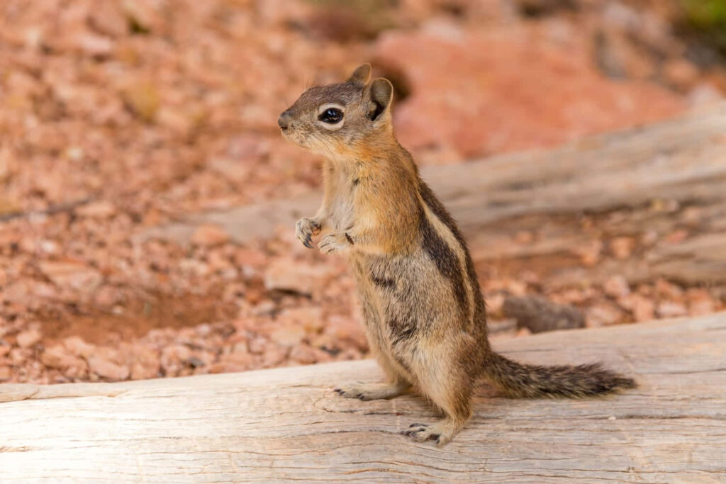 Cute Chipmunk on Log: Earthy Background with Detailed Fur Wallpaper