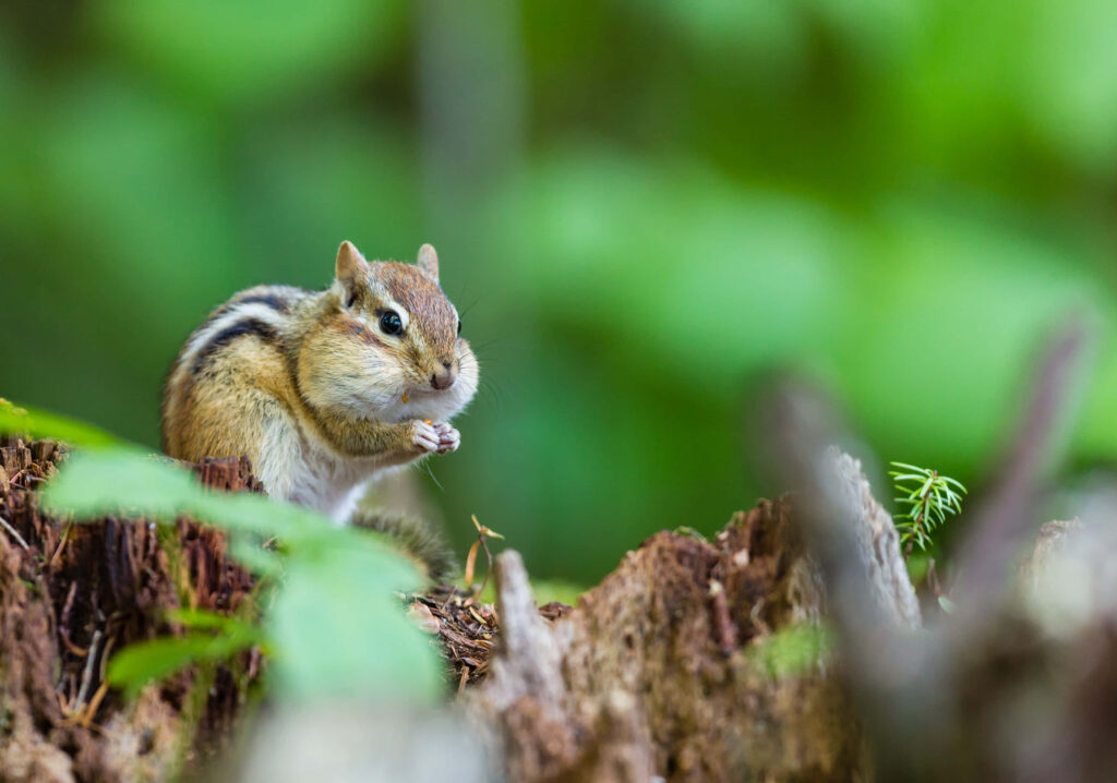 Charming Chipmunk on Log Amid Lush Green Leaves Background Wallpaper