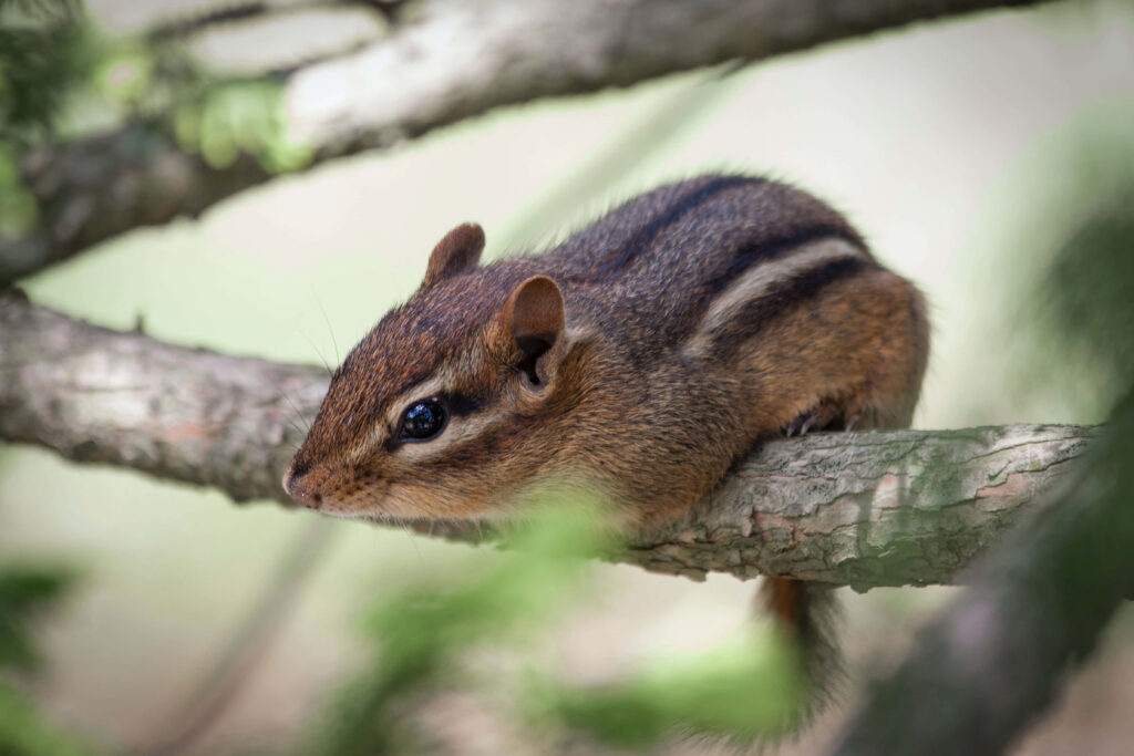 Charming Chipmunk on Tree Branch Amidst Lush Greenery Wallpaper