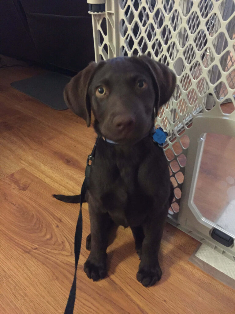 Adorable Chocolate Labrador Puppy Wallpaper for Cozy Home Decor