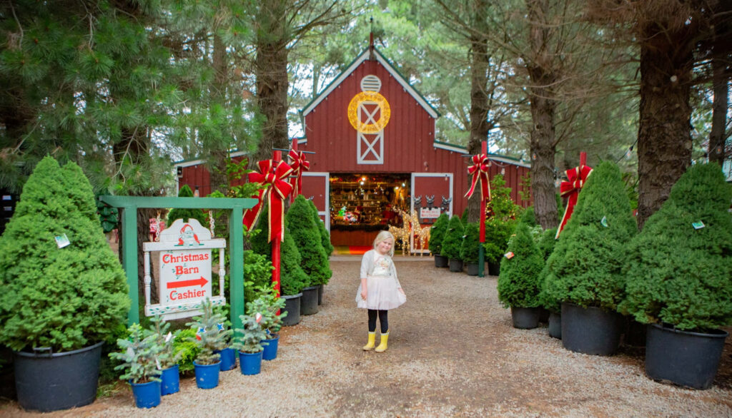 Charming Christmas Tree Farm: Girl Among Decorated Trees & Red Barn Wallpaper