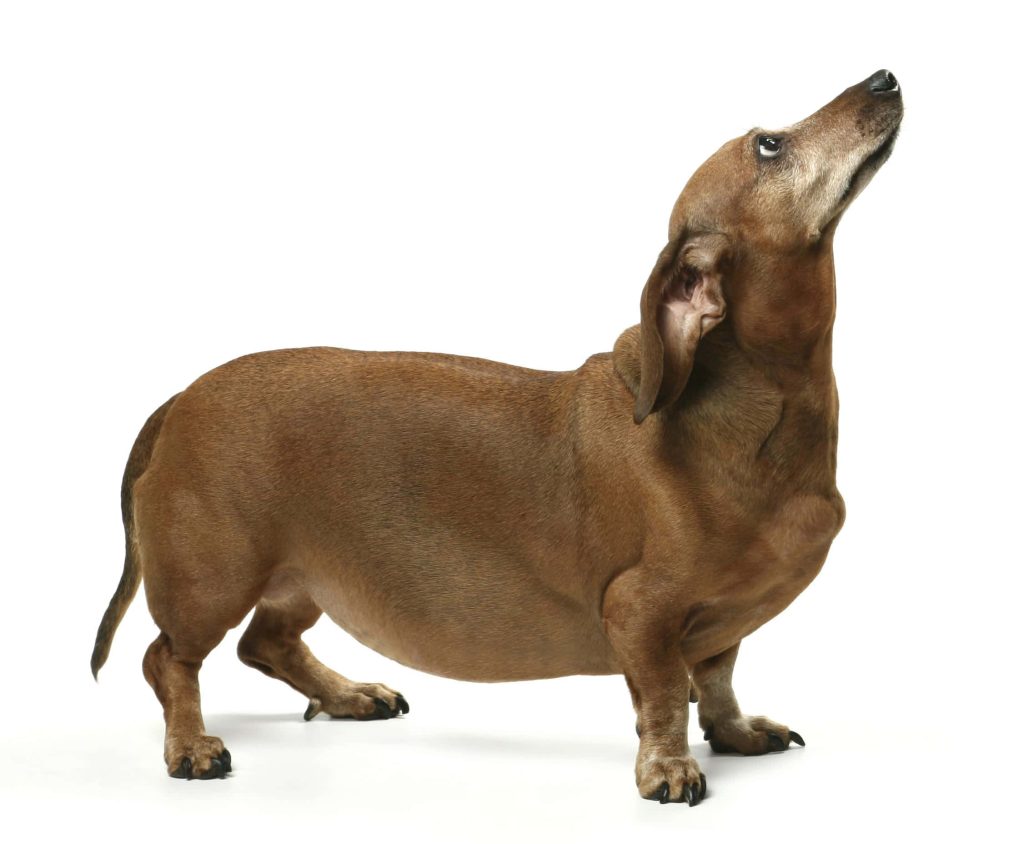 Chubby brown dachshund standing in profile looking up against a white background studio photo Wallpaper