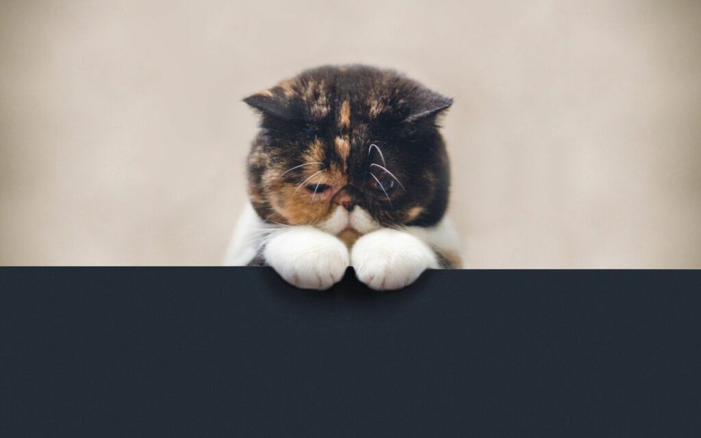 Charming Chubby-Faced Cat Wallpaper on Dark Surface