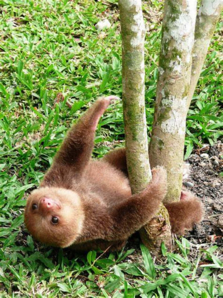Playful Chubby Sloth Clinging to Tree: A Delightful Nature Moment Wallpaper