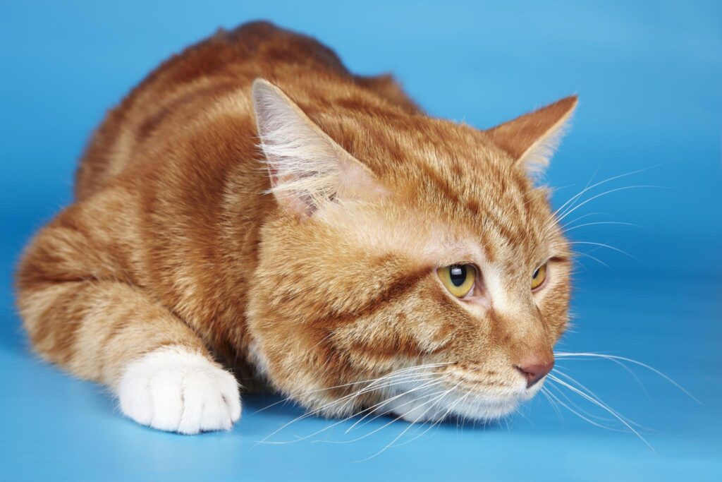 Charming Chubby Striped Cat Wallpaper on Solid Blue Background