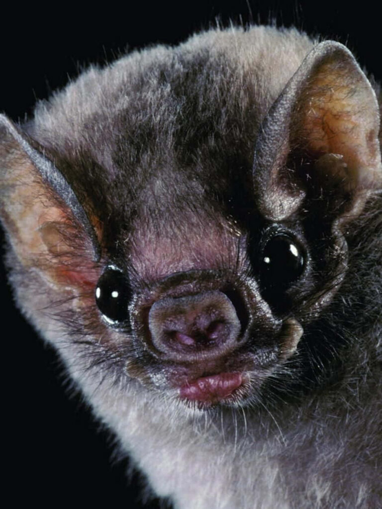 Charming Close-Up of a Cute Bat on Dark Background - Soft Fur Details Wallpaper