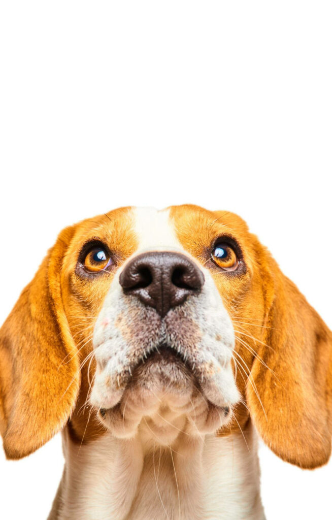 Adorable Beagle Close-Up Wallpaper: Expressive Eyes & Floppy Ears