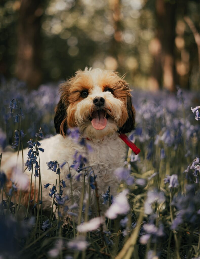 Joyful Cockapoo Surrounded by Vibrant Flowers in Sunlit Forest Wallpaper