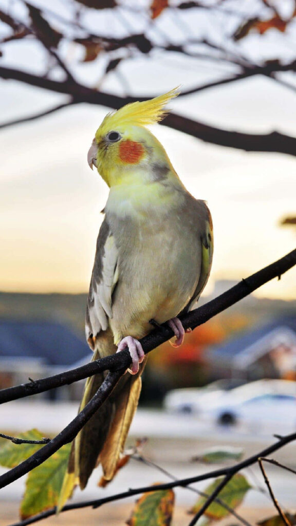 Charming Cockatiel iPhone Wallpaper with Soft Blurred Background