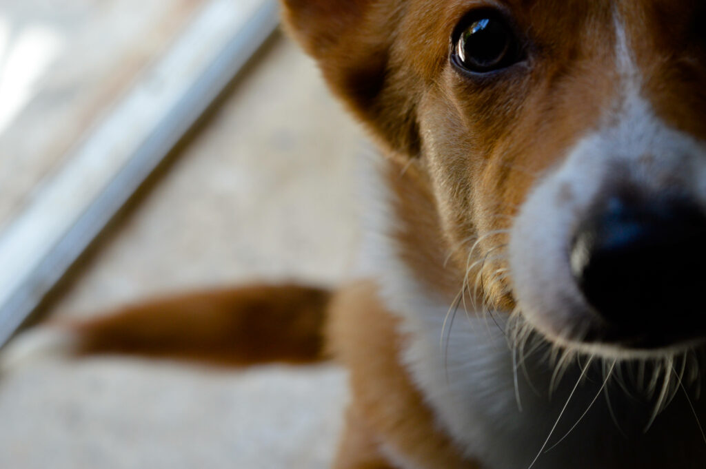 Charming Corgi Close-Up: Adorable Face & Expressive Eyes Wallpaper