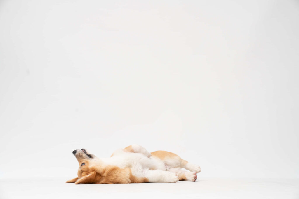 Cute Corgi Daydreaming on White Background - Serene Wallpaper