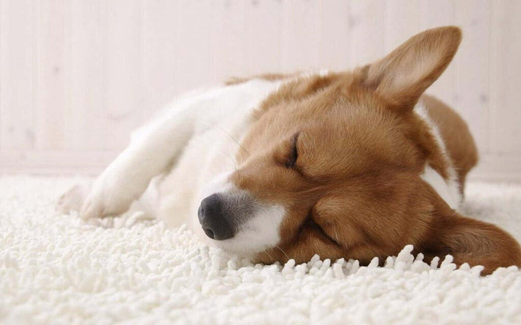Cozy Corgi Sleeping on White Rug - Serene Animal Wallpaper