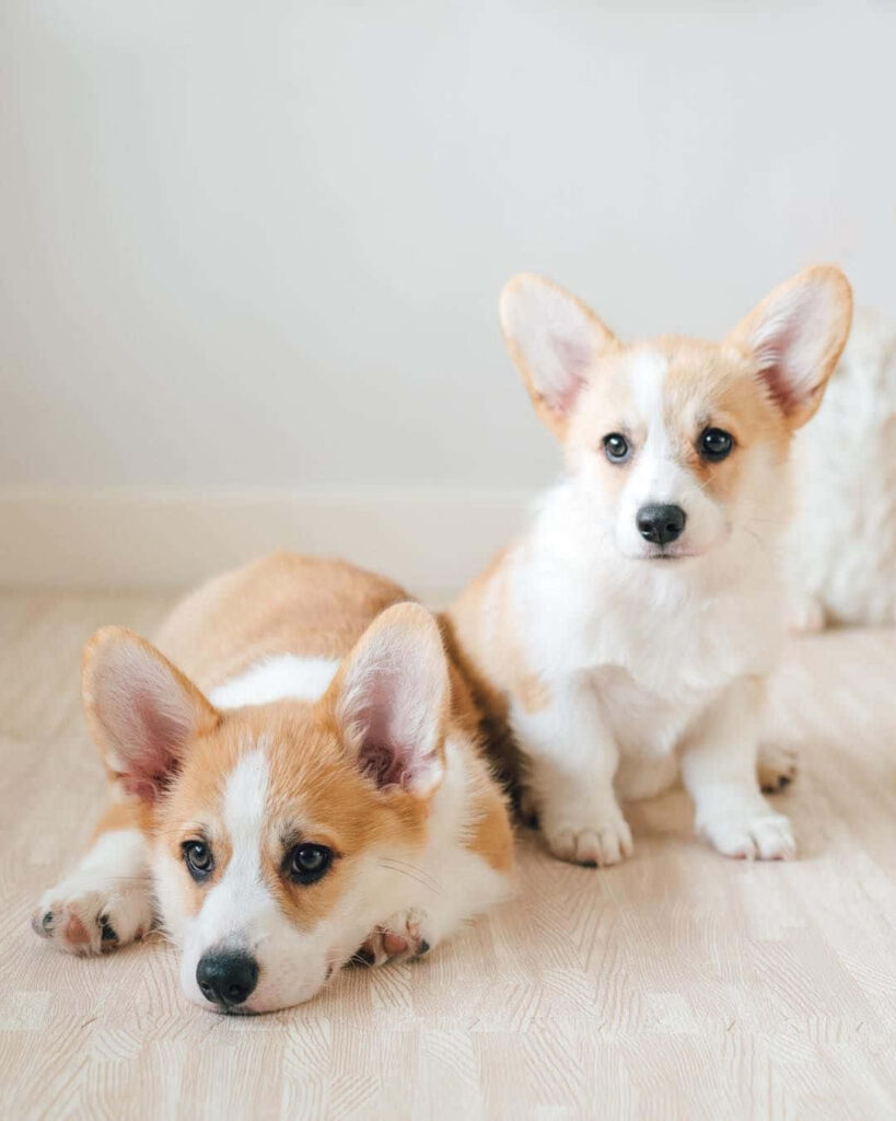 Charming Corgi Wallpaper: Fluffy Dogs with Expressive Eyes