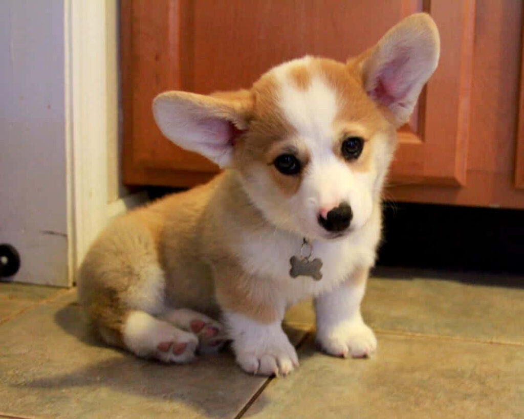 Cute Corgi Puppy Wallpaper: Adorable Eyes & Floppy Ears Background