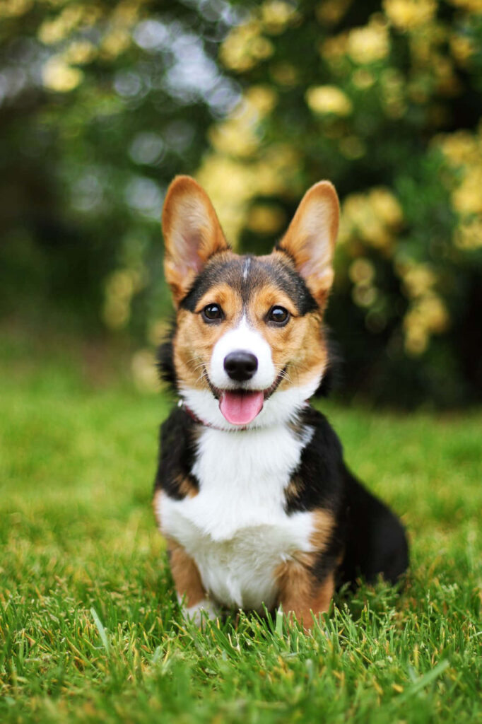 Adorable Corgi Wallpaper: Cheerful Scene on Lush Green Grass