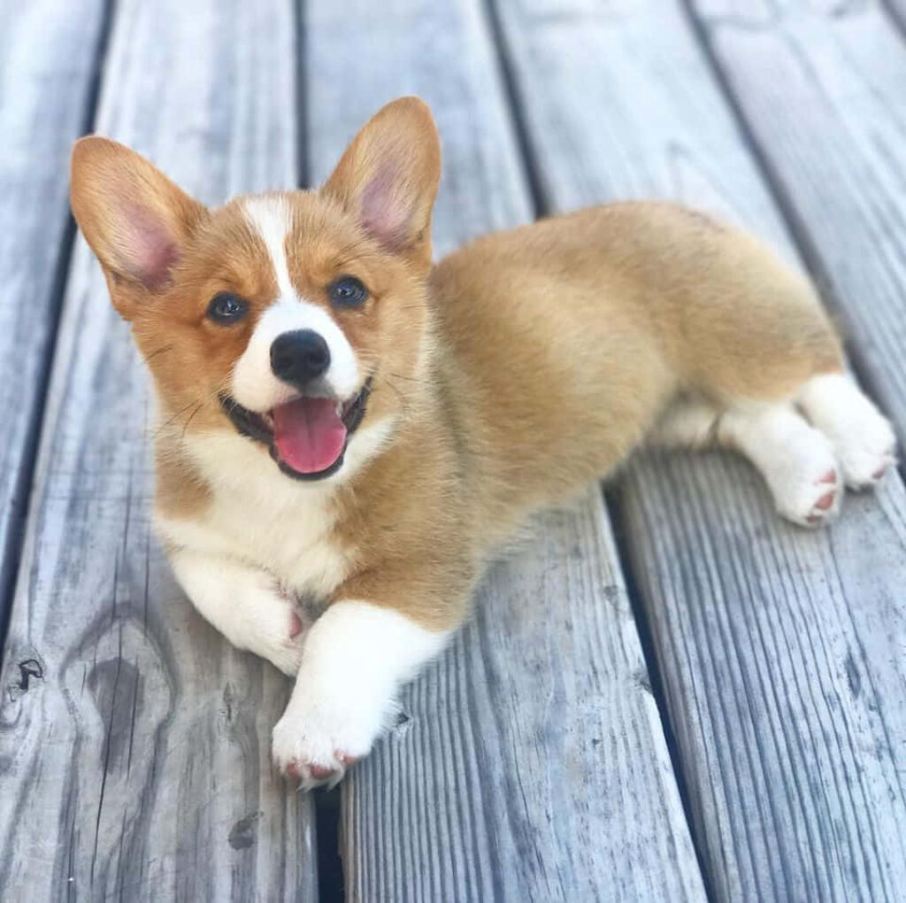 Charming Corgi Wallpaper: Cheerful Pup on Wooden Deck Background