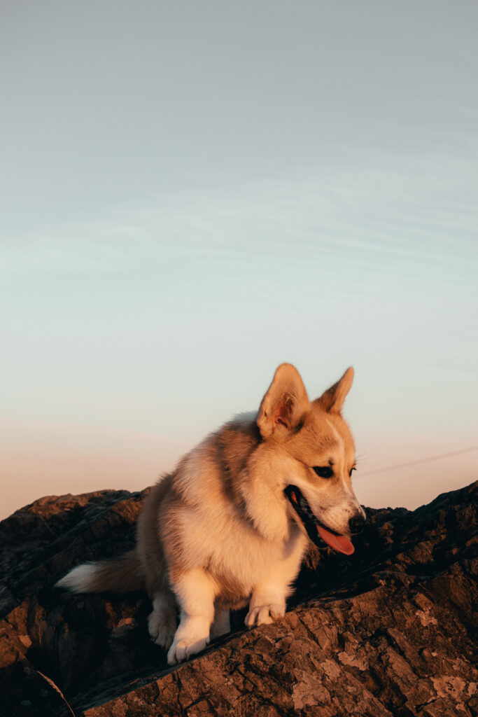 Charming Corgi Wallpaper: Serene Sunset on Rugged Rocks
