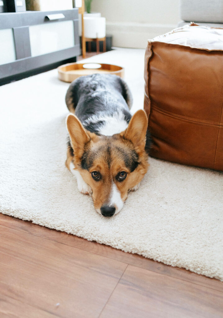 Adorable Corgi on Soft Rug: Cozy Wallpaper Background for Modern Homes