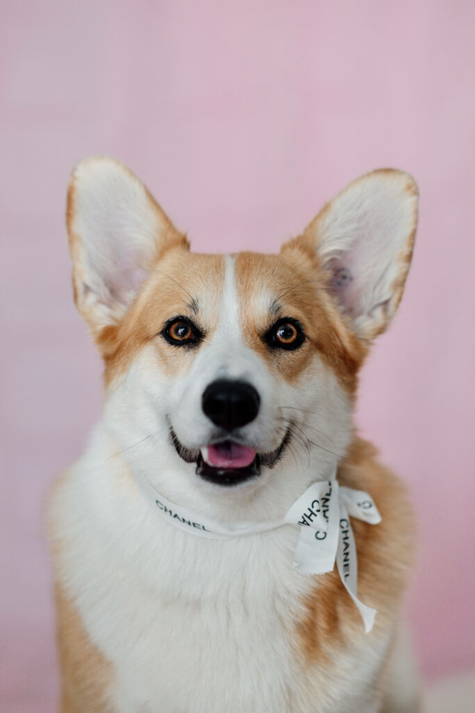 Charming Corgi in White Chanel Ribbon: Elegant Wallpaper Background