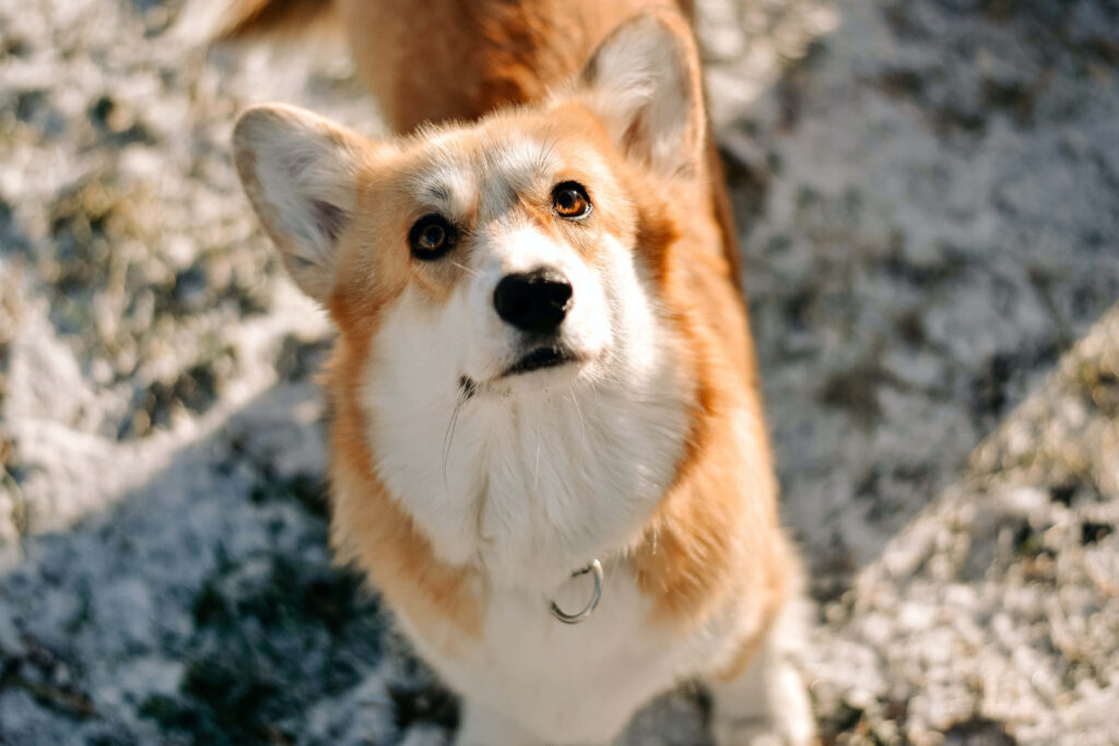 Charming Corgi Wallpaper: Fluffy Coat & Warm Brown Eyes in Snow