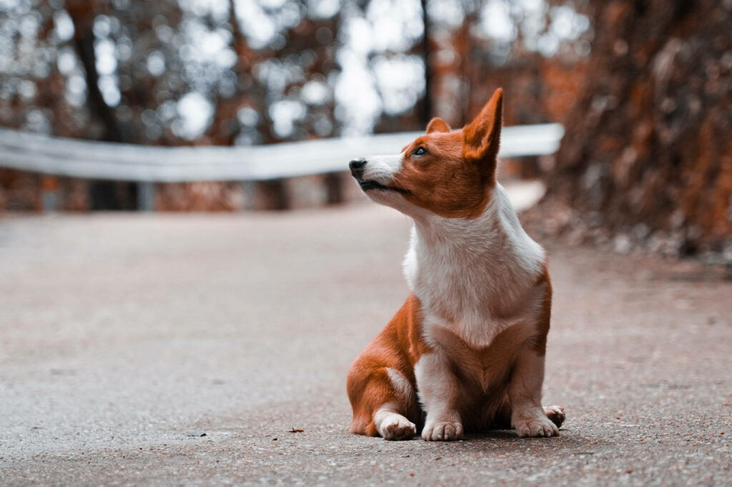 Charming Corgi on Pavement - Serene Outdoor Wallpaper Background