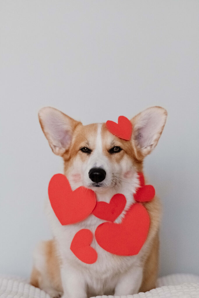 Charming Corgi Wallpaper with Heart Cutouts – Cute & Cheerful Decor