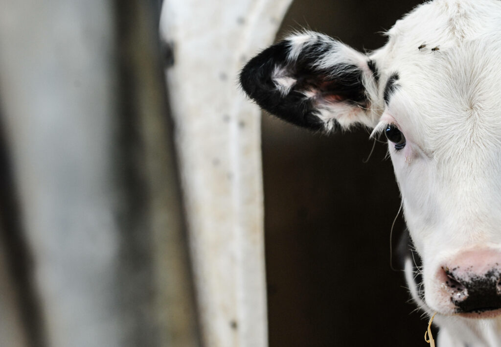 Serene Cow Portrait Wallpaper: Rustic Farm Atmosphere Close-Up